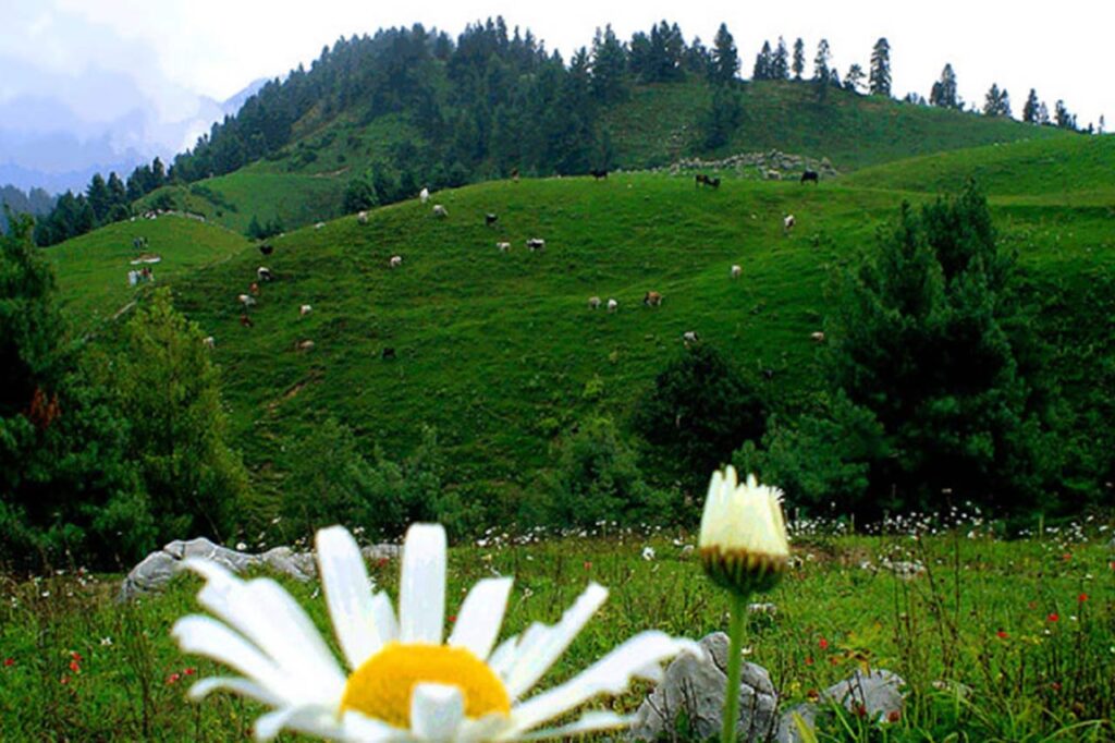 NATHIA GALI BLOG PIC 5 1024x682 1